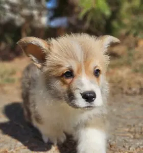 Welsh Corgi Pembroke - Thomas