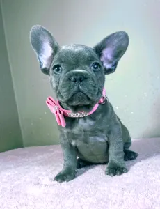 French Bulldog - Tiffany