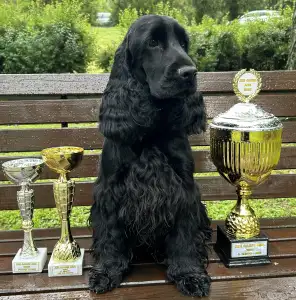 Englischer Cocker Spaniel - Amor