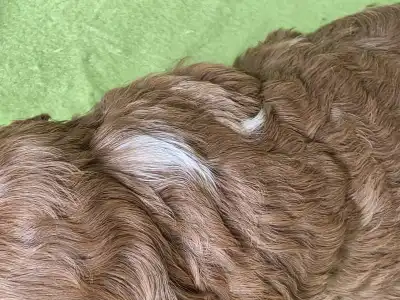 Cavapoo - Joker