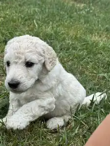 Poodle Standard - Giant Miracles Dragan Dance Of The Soul!