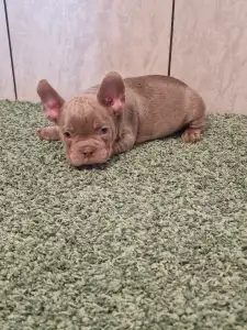 Französische Bulldogge - French Bulldog Isabella Boys
