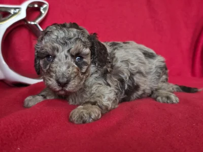 Cavapoo - Choco-Bunny