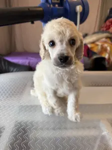 Střední pudl - White Boy