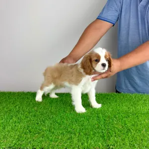 Cavalier King Charles spániel - Orbin