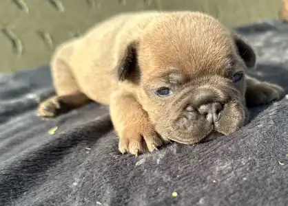 Francuski buldog - Kira