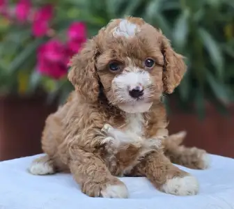 Cavapoo - Ariel