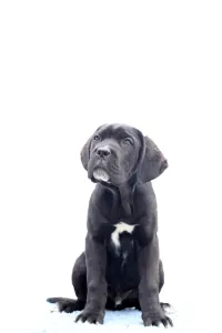 Chien de cour italien - Cirius 