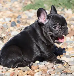Französische Bulldogge - Luna