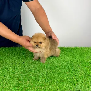 Pomeranian - Texus
