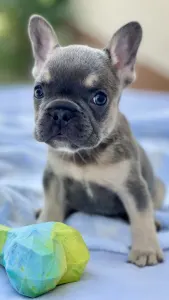 Französische Bulldogge - Zafir