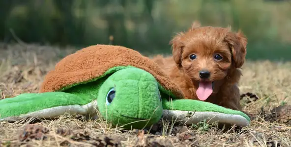 Maltipoo - Abigél