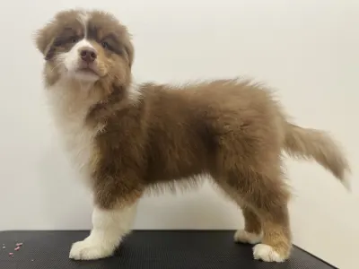 Ausztrál juhászkutya - Honour For The Brave Toronto Raptors