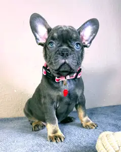 Francia bulldog - Daisy