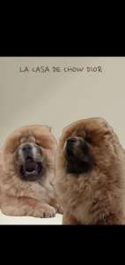 Chow Chow - La Casa De Chow Dior 