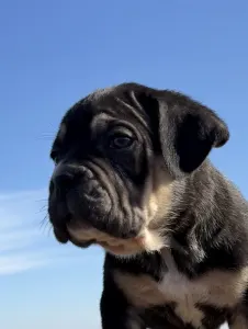 Cane Corso Italiano - Sofi