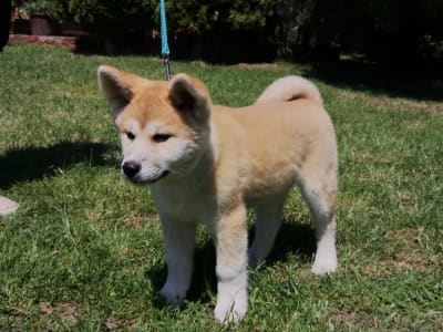 Akita inu - Yuki Yanagi No Tani