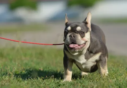 Bouledogue français - Aida