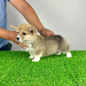 Welsh Corgi Pembroke - Ripley