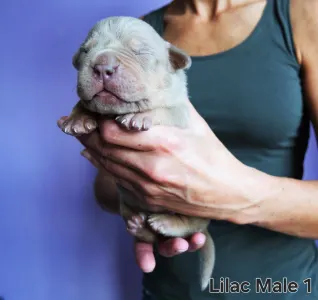 American Bully - XL - Lilac Tricolor Male 1