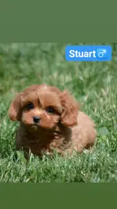 Кавапу - Stuart