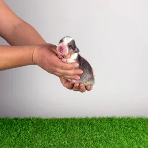 Australian Shepherd - Dorabella 