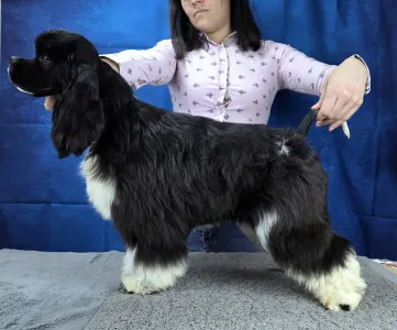American Cocker Spaniel - Pici