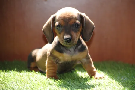 Dachshund - Olíva