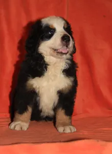 Bernese Mountain Dog - Elza