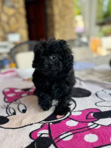 Pudel miniaturowy - Blacky