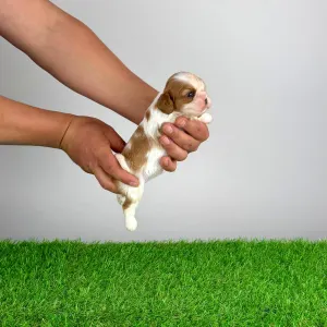 Кавалер кинг-чарльз-спаниель - Katie