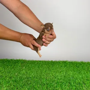 Csivava - Gaby