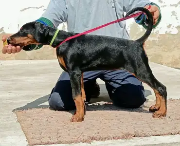 Dobermann - Irina