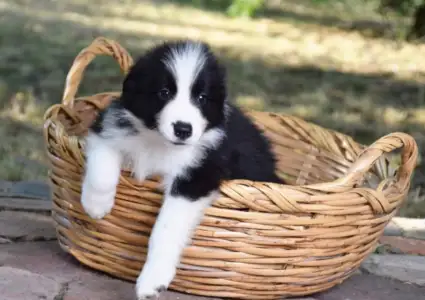 Border Collie - Dazzling Borders Alexander The Moonlight Dancer