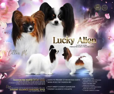 Papillon - Lacky Alien Mirabella
