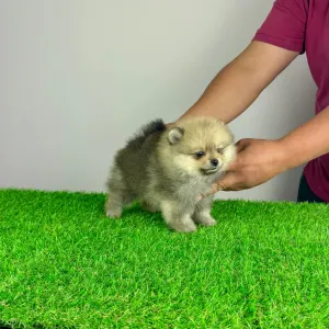 Pomeranian - Chan