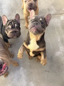 Französische Bulldogge - Herman Dinger