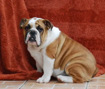 Bulldog - Rengőhegyi-ormán Delisa