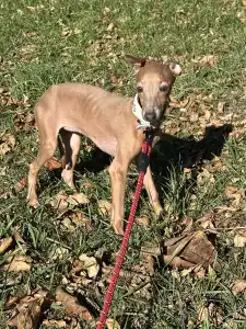 Italienisches Windspiel - Vedetta