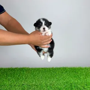 Welsh Corgi Pembroke - Enocy