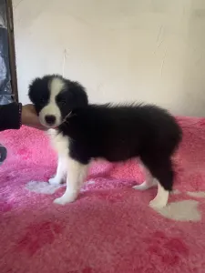 Border Collie - Fekete Szuka/ Female- Lilac Collar