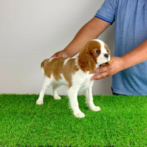 Cavalier King Charles Spaniel - Rhona