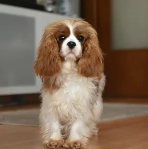 Cavalier King Charles Spaniel - Aria