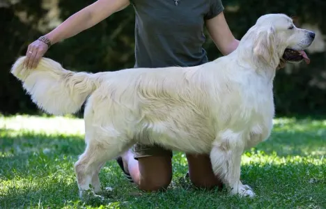 Golden retriever - Volvo