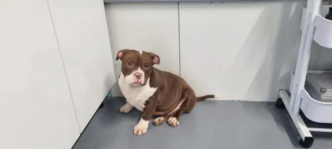American Bully - Pocket - Luna