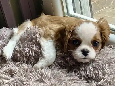 Cavalier King Charles Spaniel - Belafonte