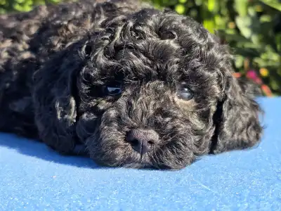 Cavapoo - Darkchoco Drake