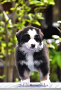 Австралийская овчарка - Winstead Palladium Viscount