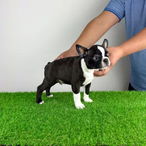 Boston Terrier - Chris