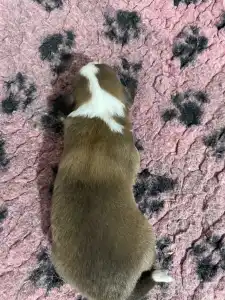 Border Collie - Milka/ Chocolate Sable Szuka